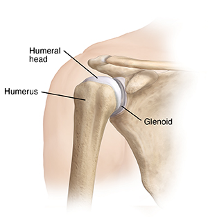 Front view of shoulder showing humerus, glenoid, and humeral head.