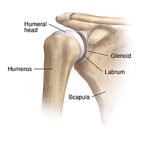 Front view of bones of shoulder joint.