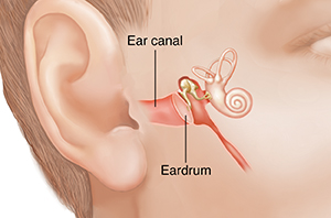 Partly turned face showing inner ear structures.
