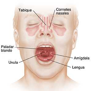 Vista frontal de una cara en la que se ven los senos paranasales y la boca abierta con las amígdalas.