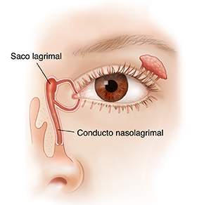 Vista frontal de un ojo donde se observan las glándulas y los conductos lagrimales.