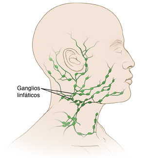 Vista lateral del cuello y de la cabeza mostrando los ganglios linfáticos.
