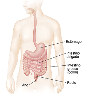 Contorno de un hombre mostrando el tracto gastrointestinal.
