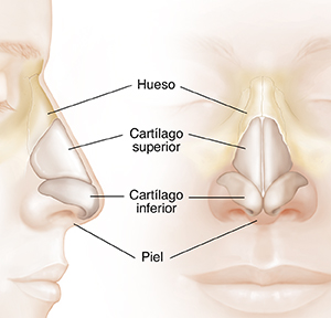 Vista frontal y lateral de una cabeza donde puede verse el cartílago de la nariz.