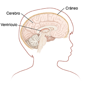 Contorno de la cabeza de un niño visto de perfil, donde puede verse un corte transversal del cerebro.