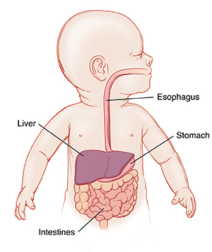 Baby with head turned to side showing esophagus, stomach, liver, and intestines.