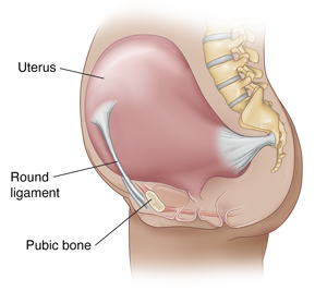 Side view of pregnant woman's abdomen showing round ligament attaching uterus to pubic bone.
