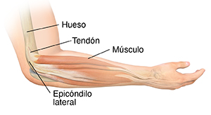 Vista lateral de un antebrazo con la palma hacia arriba, donde pueden verse huesos y músculos.