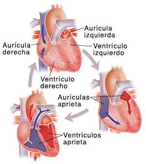 Diagrama con cortes transversales de tres corazones donde puede verse el flujo sanguíneo durante los latidos.