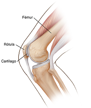 Vista lateral de una rodilla flexionada donde se observa la rótula y la articulación de la rodilla.