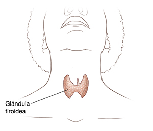 Vista frontal de una cabeza y un cuello donde se ve la glándula tiroidea.