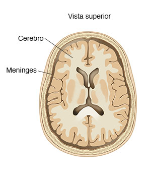 Vista superior de un corte transversal del cerebro donde puede verse el revestimiento.