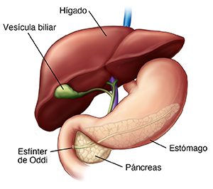 Vista frontal del hígado, la vesícula, el estómago y el páncreas que muestra el esfínter de Oddi.