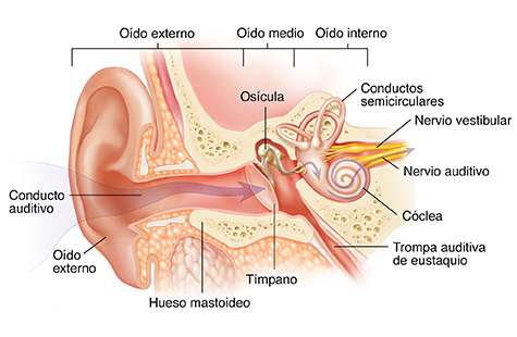 Corte transversal del oído donde pueden verse las estructuras del oído externo, interno y medio.