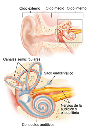 Corte transversal del oído que muestra el oído externo, medio e interno con un primer plano de la cóclea