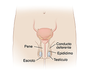 Vista frontal de la anatomía reproductora masculina.