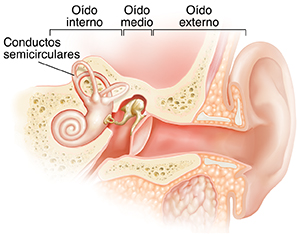 Corte transversal de un oído donde pueden verse las estructuras del oído externo, interno y medio.