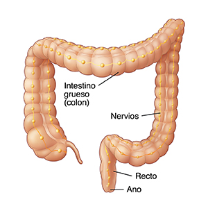Vista frontal del colon que muestra nervios.
