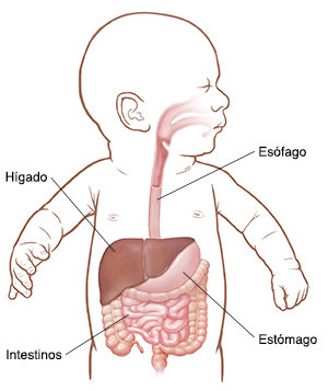 Bebé con la cabeza hacia un lado. Pueden verse el esófago, el estómago, el hígado y los intestinos.