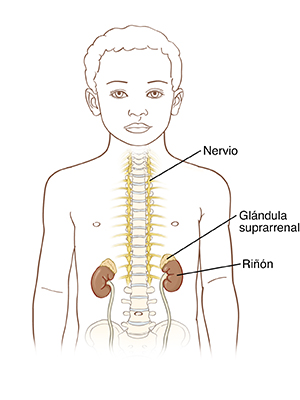 Contorno de un niño donde se pueden ver la columna vertebral, los nervios, las glándulas suprarrenales y los riñones.