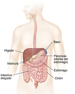 Contorno de un hombre en el que puede verse el sistema gastrointestinal.