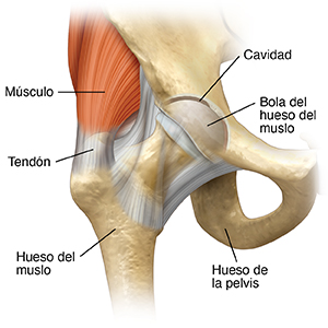 Vista frontal de la articulación de la cadera.