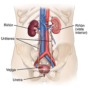 Vista frontal del torso de un hombre donde se observa el sistema urinario.