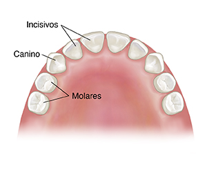 Vista superior del maxilar superior de un niño en el que se ven los dientes de leche.