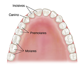 Vista superior del maxilar superior de un niño en el que se ven los dientes permanentes.