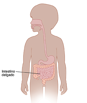 Contorno de un niño que muestra el sistema digestivo.