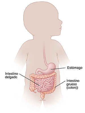 Contorno de un bebé en el que se ve el sistema digestivo.