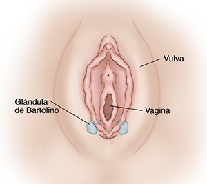 Genitales externos femeninos en los que se observan las glándulas de Bartolino.