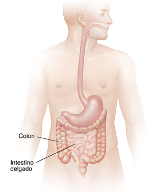 Cuerpo masculino donde se observa el sistema digestivo sin el hígado.